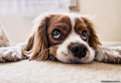 Гомеопатия от поноса для собак