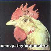 Реферат: Инфекционные болезни птиц вирусной этиологии